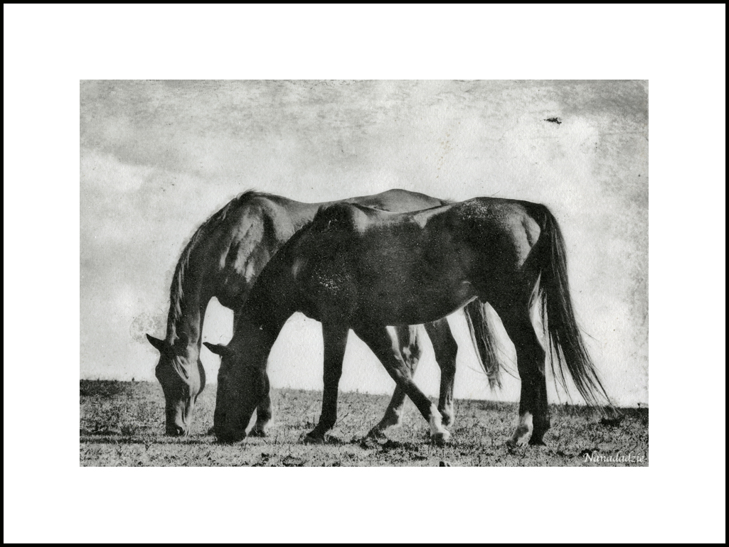 Photopolymer Intaglio Prints 