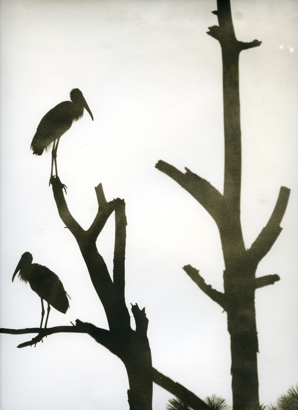 Lith Silver Gelatin Prints 