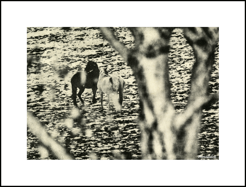 Photopolymer Intaglio Prints 