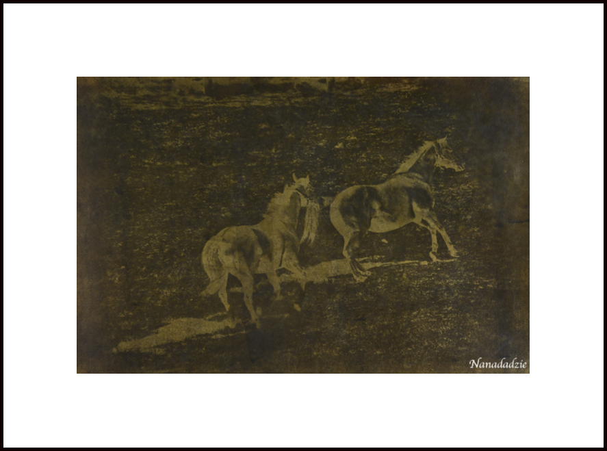 Oil-in-Gelatin Prints 