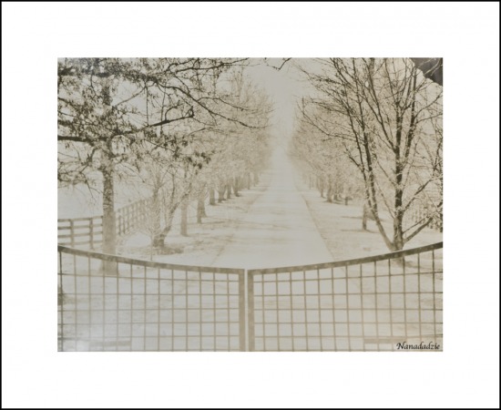 Lith Silver Gelatin Prints